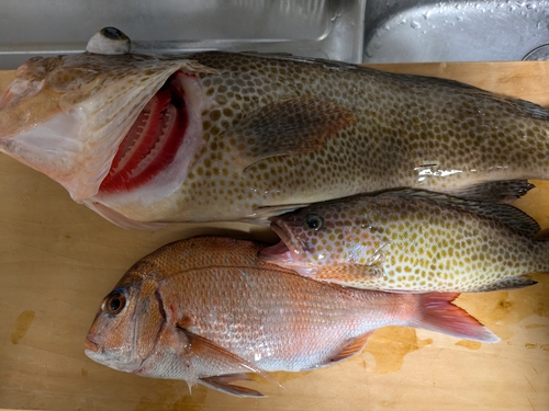 オオモンハタの釣果