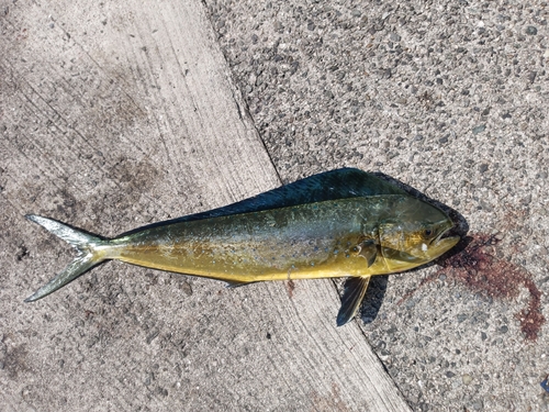 シイラの釣果