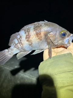 シロメバルの釣果