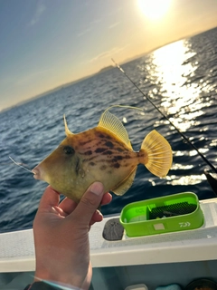 カワハギの釣果