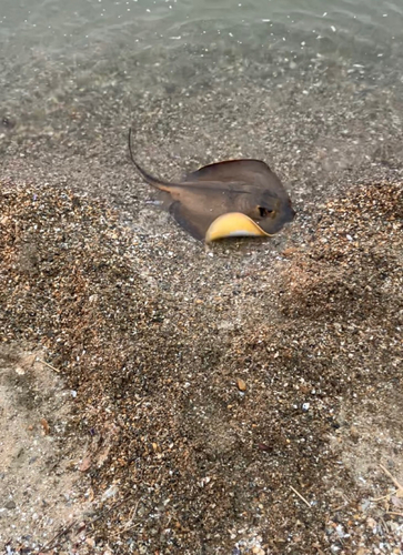 浜名湖