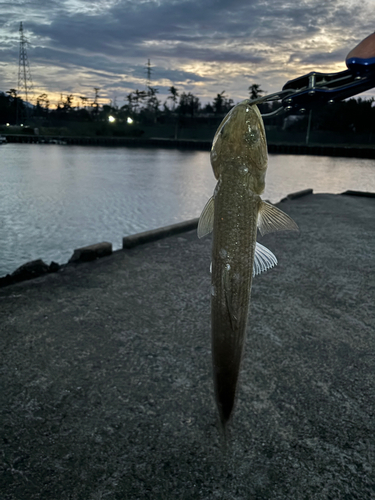 エソの釣果