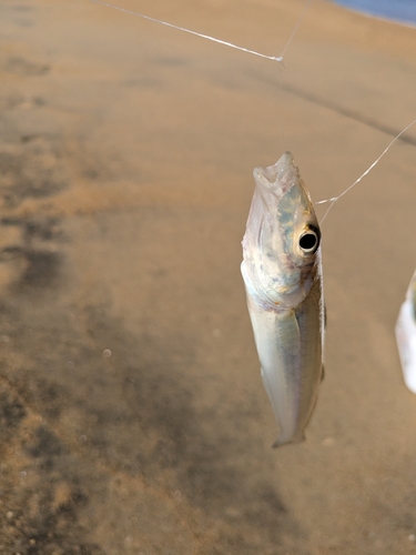 キスの釣果