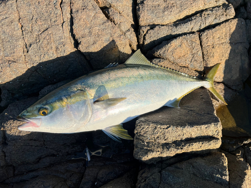 ブリの釣果