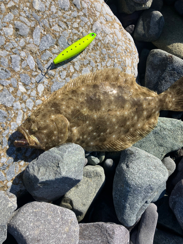 ヒラメの釣果