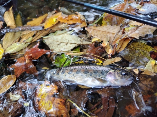 ニジマスの釣果