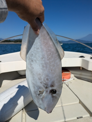 ウスバハギの釣果