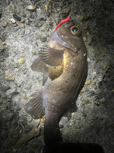 メバルの釣果