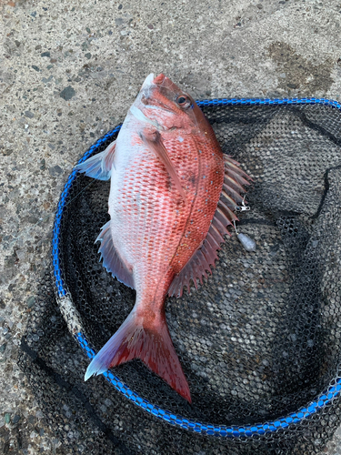 マダイの釣果