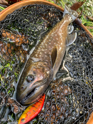 アメマスの釣果