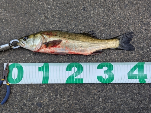 シーバスの釣果