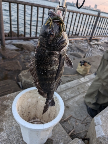 クロダイの釣果