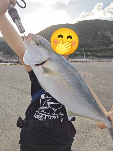 カンパチの釣果