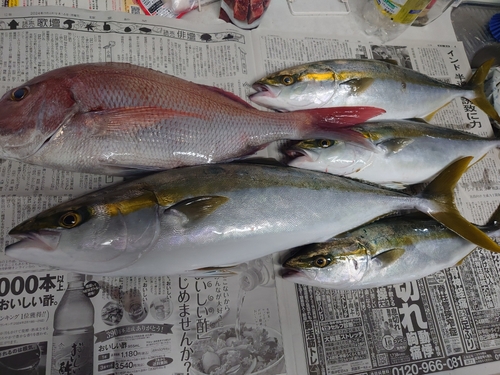 マダイの釣果