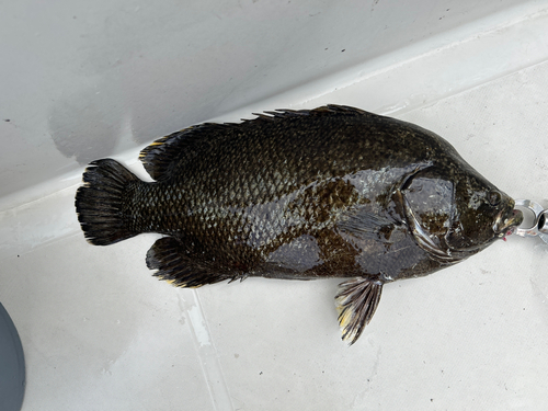 マツダイの釣果