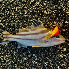 コトヒキの釣果