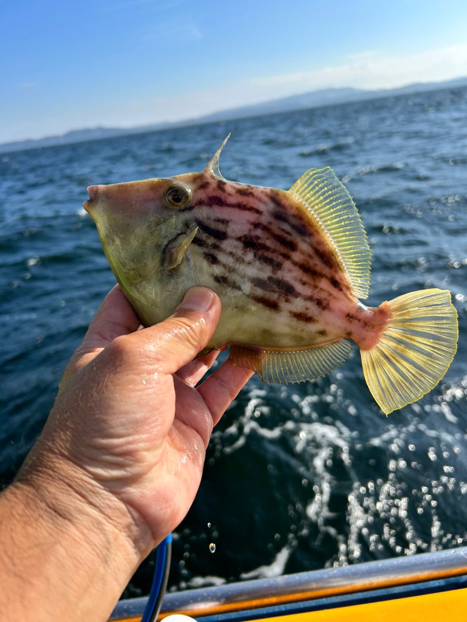 まこちんゆーさんの釣果 1枚目の画像