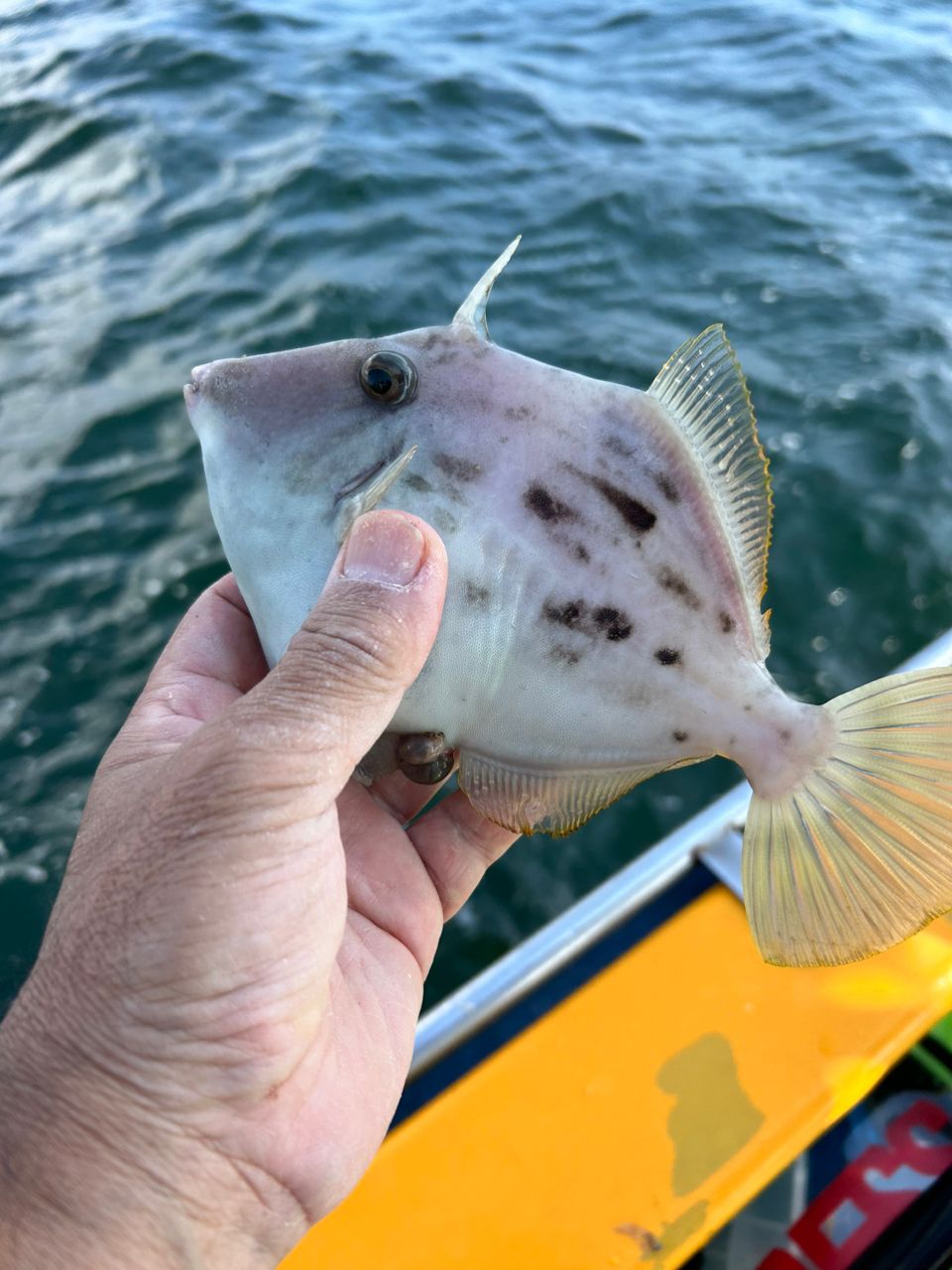 まこちんゆーさんの釣果 3枚目の画像