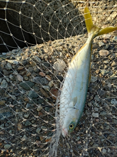 ツバイソの釣果