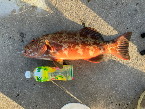 スジアラの釣果