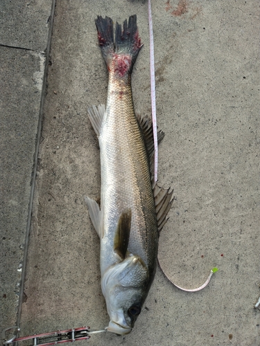 シーバスの釣果