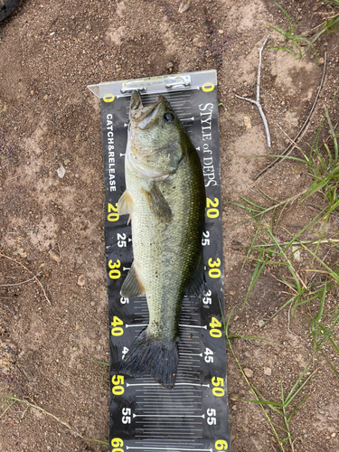 ブラックバスの釣果