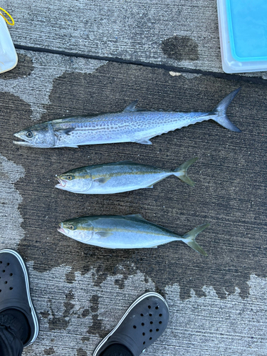 サワラの釣果