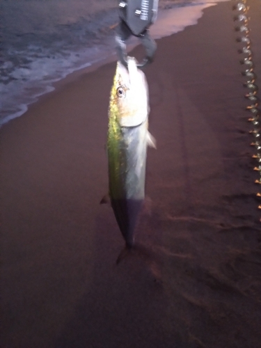 サゴシの釣果