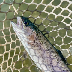 ニジマスの釣果