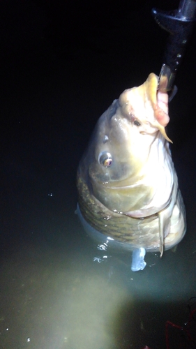 コイの釣果