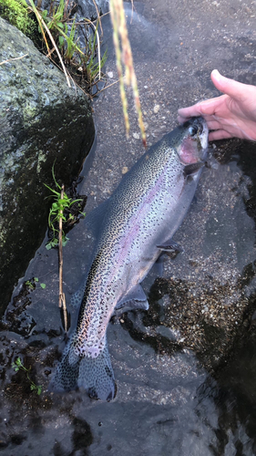 ニジマスの釣果