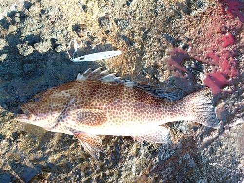 オオモンハタの釣果