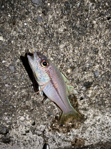 ネンブツダイの釣果