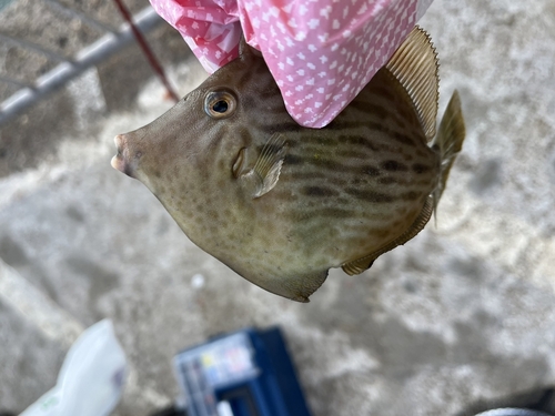 鹿島港魚釣園