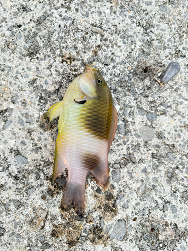 スズメダイの釣果