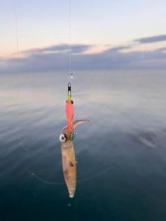 マメイカの釣果