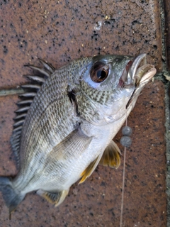 キビレの釣果