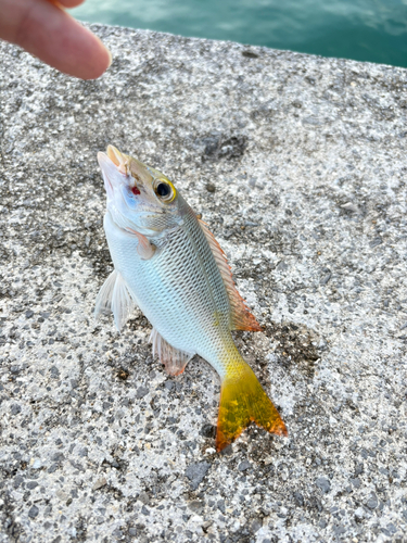 イソフエフキの釣果