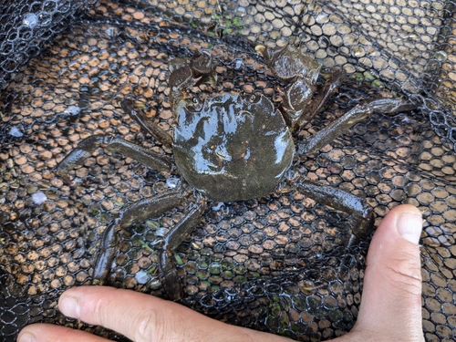 モクズガニの釣果