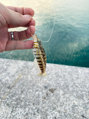 ダンダラトラギスの釣果