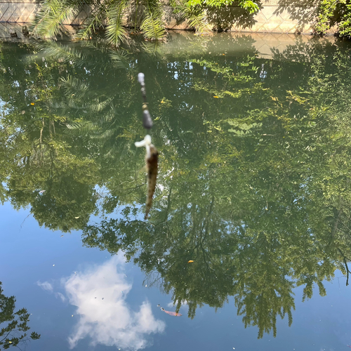 ハゼの釣果