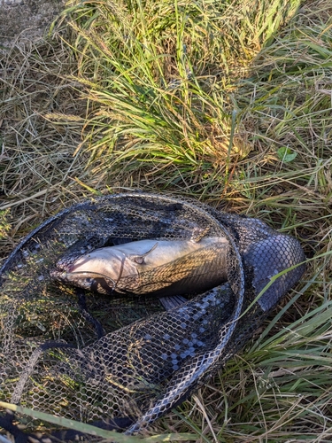 アメリカナマズの釣果