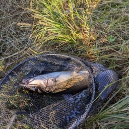 アメリカナマズ