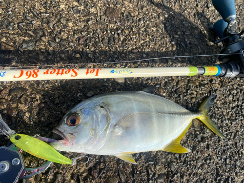 メッキの釣果