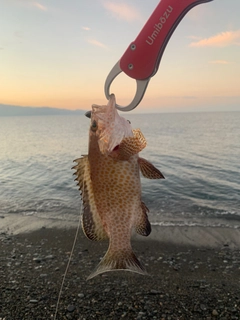 オオモンハタの釣果