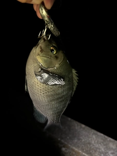 グレの釣果