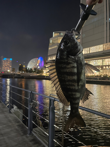 チヌの釣果