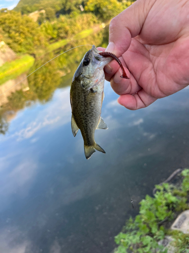 ラージマウスバスの釣果