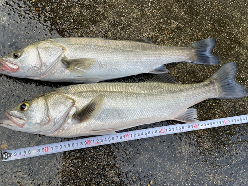 シーバスの釣果