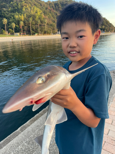 ホシザメの釣果